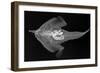 Longnose Batfish-Sandra J. Raredon-Framed Art Print