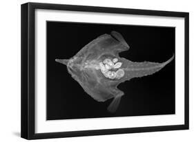 Longnose Batfish-Sandra J. Raredon-Framed Art Print