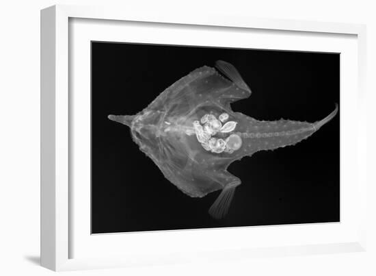 Longnose Batfish-Sandra J. Raredon-Framed Art Print