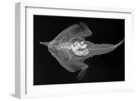 Longnose Batfish-Sandra J. Raredon-Framed Art Print