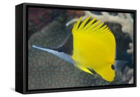 Longnose Butterflyfish (Forcipiger Flavissimus)-Louise Murray-Framed Stretched Canvas