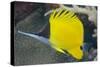 Longnose Butterflyfish (Forcipiger Flavissimus)-Louise Murray-Stretched Canvas