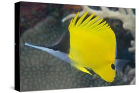 Longnose Butterflyfish (Forcipiger Flavissimus)-Louise Murray-Stretched Canvas