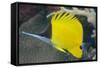 Longnose Butterflyfish (Forcipiger Flavissimus)-Louise Murray-Framed Stretched Canvas