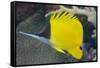 Longnose Butterflyfish (Forcipiger Flavissimus)-Louise Murray-Framed Stretched Canvas