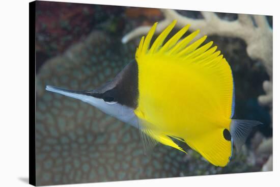 Longnose Butterflyfish (Forcipiger Flavissimus)-Louise Murray-Stretched Canvas