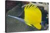 Longnose Butterflyfish (Forcipiger Flavissimus)-Louise Murray-Stretched Canvas