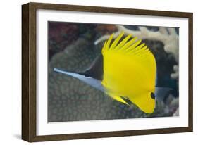 Longnose Butterflyfish (Forcipiger Flavissimus)-Louise Murray-Framed Photographic Print