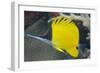 Longnose Butterflyfish (Forcipiger Flavissimus)-Louise Murray-Framed Photographic Print