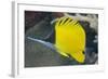 Longnose Butterflyfish (Forcipiger Flavissimus)-Louise Murray-Framed Photographic Print