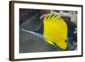 Longnose Butterflyfish (Forcipiger Flavissimus)-Louise Murray-Framed Photographic Print