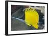 Longnose Butterflyfish (Forcipiger Flavissimus)-Louise Murray-Framed Photographic Print