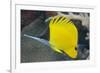 Longnose Butterflyfish (Forcipiger Flavissimus)-Louise Murray-Framed Photographic Print