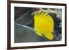 Longnose Butterflyfish (Forcipiger Flavissimus)-Louise Murray-Framed Photographic Print