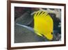 Longnose Butterflyfish (Forcipiger Flavissimus)-Louise Murray-Framed Photographic Print