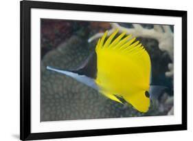 Longnose Butterflyfish (Forcipiger Flavissimus)-Louise Murray-Framed Photographic Print