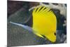 Longnose Butterflyfish (Forcipiger Flavissimus)-Louise Murray-Mounted Photographic Print