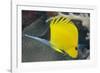 Longnose Butterflyfish (Forcipiger Flavissimus)-Louise Murray-Framed Photographic Print