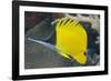 Longnose Butterflyfish (Forcipiger Flavissimus)-Louise Murray-Framed Photographic Print