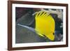 Longnose Butterflyfish (Forcipiger Flavissimus)-Louise Murray-Framed Photographic Print