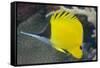 Longnose Butterflyfish (Forcipiger Flavissimus)-Louise Murray-Framed Stretched Canvas