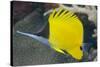 Longnose Butterflyfish (Forcipiger Flavissimus)-Louise Murray-Stretched Canvas