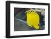 Longnose Butterflyfish (Forcipiger Flavissimus)-Louise Murray-Framed Premium Photographic Print