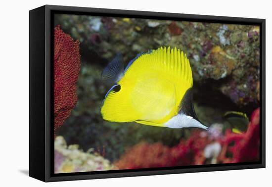 Longnose Butterflyfish-Hal Beral-Framed Stretched Canvas