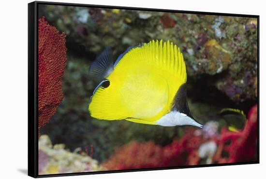 Longnose Butterflyfish-Hal Beral-Framed Stretched Canvas