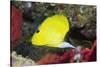 Longnose Butterflyfish-Hal Beral-Stretched Canvas