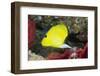 Longnose Butterflyfish-Hal Beral-Framed Premium Photographic Print