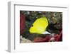 Longnose Butterflyfish-Hal Beral-Framed Premium Photographic Print