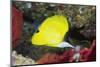 Longnose Butterflyfish-Hal Beral-Mounted Premium Photographic Print