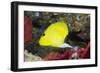 Longnose Butterflyfish-Hal Beral-Framed Photographic Print