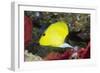 Longnose Butterflyfish-Hal Beral-Framed Photographic Print