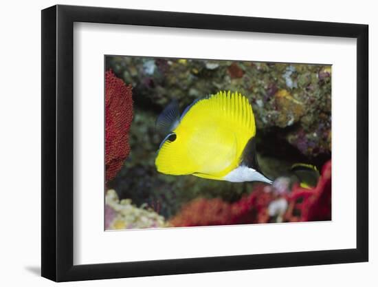 Longnose Butterflyfish-Hal Beral-Framed Photographic Print