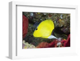 Longnose Butterflyfish-Hal Beral-Framed Photographic Print