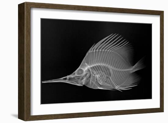 Longnose Butterflyfish-Sandra J. Raredon-Framed Art Print