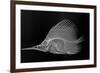 Longnose Butterflyfish-Sandra J. Raredon-Framed Premium Giclee Print