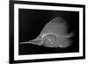 Longnose Butterflyfish-Sandra J. Raredon-Framed Premium Giclee Print
