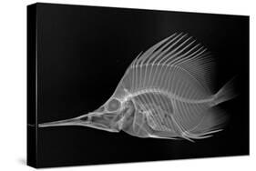 Longnose Butterflyfish-Sandra J. Raredon-Stretched Canvas