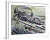 Longnose Gar (Lepisosteus Osseus), Lepisosteidae-null-Framed Giclee Print