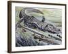 Longnose Gar (Lepisosteus Osseus), Lepisosteidae-null-Framed Giclee Print