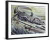 Longnose Gar (Lepisosteus Osseus), Lepisosteidae-null-Framed Giclee Print