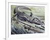 Longnose Gar (Lepisosteus Osseus), Lepisosteidae-null-Framed Giclee Print