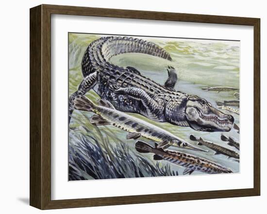 Longnose Gar (Lepisosteus Osseus), Lepisosteidae-null-Framed Giclee Print