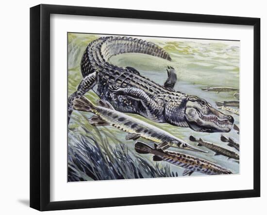 Longnose Gar (Lepisosteus Osseus), Lepisosteidae-null-Framed Giclee Print