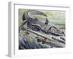 Longnose Gar (Lepisosteus Osseus), Lepisosteidae-null-Framed Giclee Print