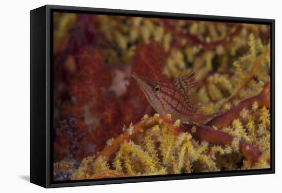 Longnose Hawkfish on Soft Coral, Fiji-Stocktrek Images-Framed Stretched Canvas