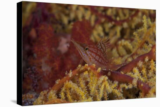 Longnose Hawkfish on Soft Coral, Fiji-Stocktrek Images-Stretched Canvas